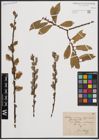 Foto von Salix cinerea L. x Salix nigricans Sm.